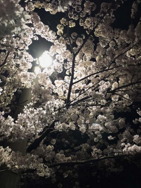 夜桜