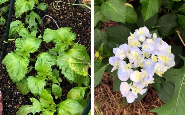 紫蘇と紫陽花