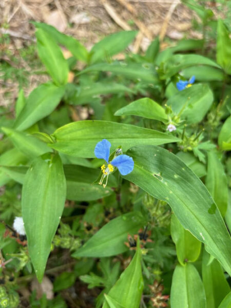 つゆ草