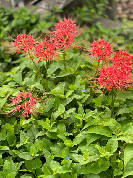 曼殊沙華