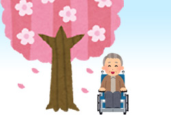 桜と車椅子